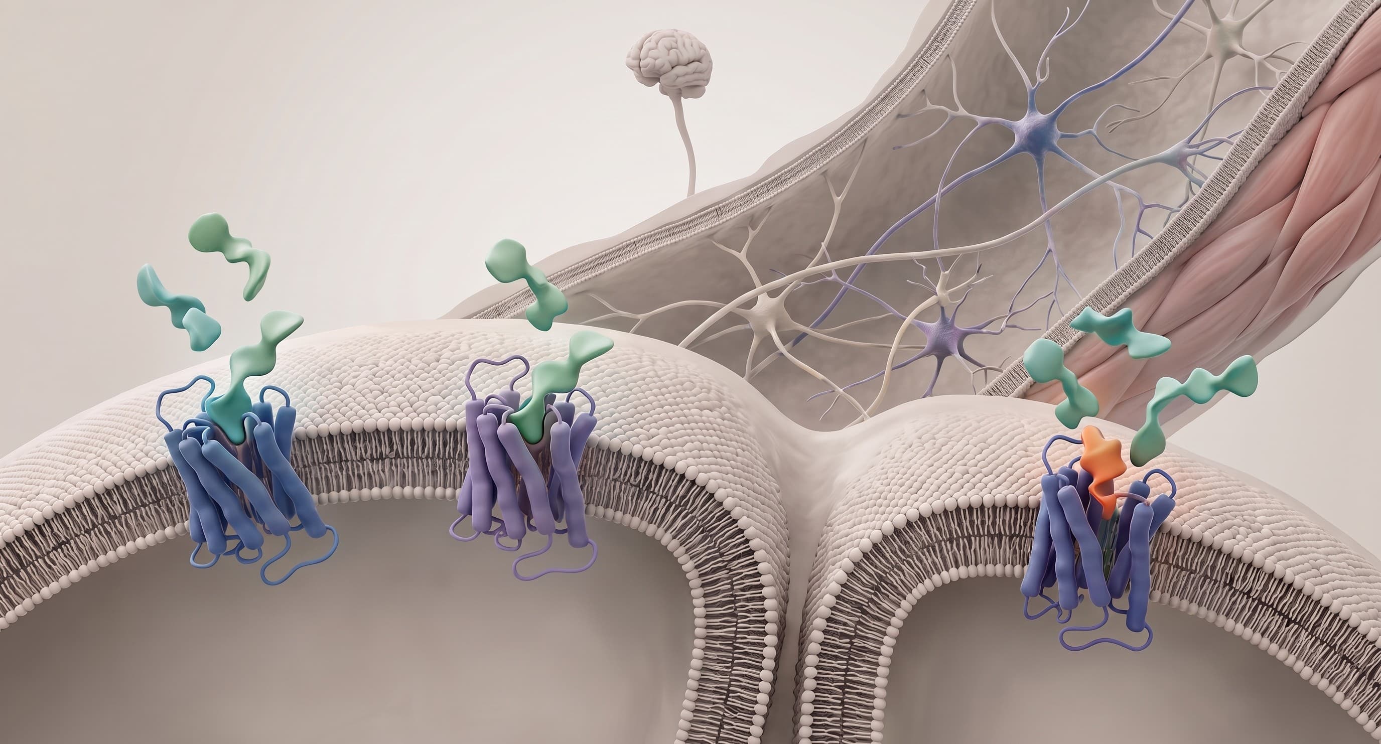 Allergan v. MSN Laboratories: Federal Circuit Protects Eluxadoline Patent Term Adjustment from Double-Patenting Attack